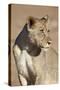 Young Male Lion (Panthera Leo)-James Hager-Stretched Canvas