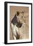 Young Male Lion (Panthera Leo)-James Hager-Framed Photographic Print