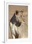 Young Male Lion (Panthera Leo)-James Hager-Framed Photographic Print