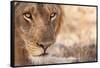 Young Male Lion (Panthera Leo)-Michele Westmorland-Framed Stretched Canvas