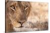 Young Male Lion (Panthera Leo)-Michele Westmorland-Stretched Canvas