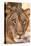 Young Male Lion (Panthera Leo)-Michele Westmorland-Stretched Canvas