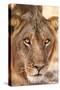 Young Male Lion (Panthera Leo)-Michele Westmorland-Stretched Canvas
