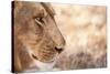 Young Male Lion (Panthera Leo)-Michele Westmorland-Stretched Canvas