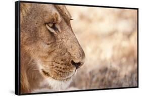 Young Male Lion (Panthera Leo)-Michele Westmorland-Framed Stretched Canvas