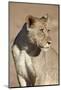 Young Male Lion (Panthera Leo)-James Hager-Mounted Photographic Print