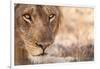 Young Male Lion (Panthera Leo)-Michele Westmorland-Framed Photographic Print