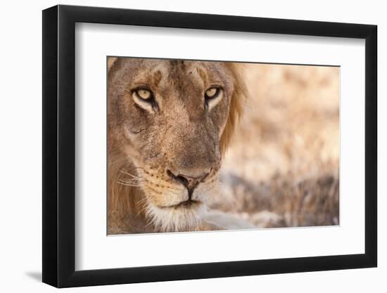 Young Male Lion (Panthera Leo)-Michele Westmorland-Framed Photographic Print