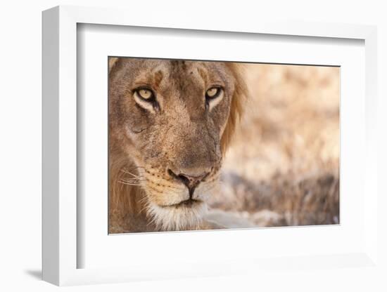 Young Male Lion (Panthera Leo)-Michele Westmorland-Framed Photographic Print