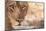 Young Male Lion (Panthera Leo)-Michele Westmorland-Mounted Photographic Print