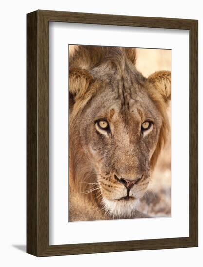 Young Male Lion (Panthera Leo)-Michele Westmorland-Framed Photographic Print