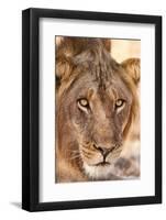 Young Male Lion (Panthera Leo)-Michele Westmorland-Framed Photographic Print