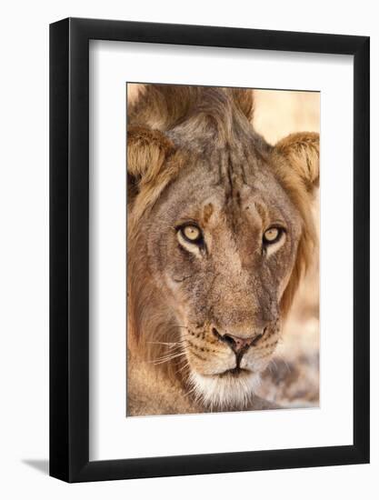 Young Male Lion (Panthera Leo)-Michele Westmorland-Framed Photographic Print