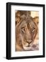 Young Male Lion (Panthera Leo)-Michele Westmorland-Framed Photographic Print