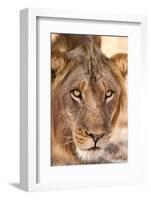 Young Male Lion (Panthera Leo)-Michele Westmorland-Framed Photographic Print