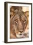 Young Male Lion (Panthera Leo)-Michele Westmorland-Framed Photographic Print