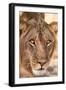 Young Male Lion (Panthera Leo)-Michele Westmorland-Framed Photographic Print