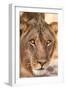 Young Male Lion (Panthera Leo)-Michele Westmorland-Framed Photographic Print