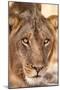 Young Male Lion (Panthera Leo)-Michele Westmorland-Mounted Photographic Print