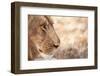 Young Male Lion (Panthera Leo)-Michele Westmorland-Framed Photographic Print