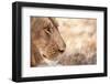 Young Male Lion (Panthera Leo)-Michele Westmorland-Framed Photographic Print