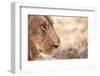 Young Male Lion (Panthera Leo)-Michele Westmorland-Framed Photographic Print