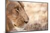 Young Male Lion (Panthera Leo)-Michele Westmorland-Mounted Photographic Print