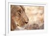 Young Male Lion (Panthera Leo)-Michele Westmorland-Framed Photographic Print