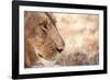 Young Male Lion (Panthera Leo)-Michele Westmorland-Framed Photographic Print