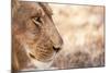 Young Male Lion (Panthera Leo)-Michele Westmorland-Mounted Photographic Print