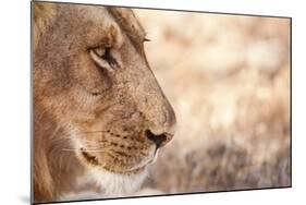 Young Male Lion (Panthera Leo)-Michele Westmorland-Mounted Photographic Print