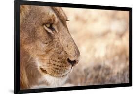 Young Male Lion (Panthera Leo)-Michele Westmorland-Framed Photographic Print