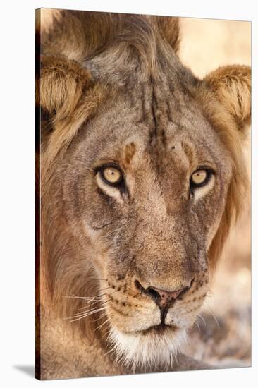 Young Male Lion (Panthera Leo)-Michele Westmorland-Stretched Canvas
