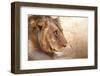 Young Male Lion, Zambia-Michele Westmorland-Framed Photographic Print