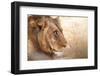 Young Male Lion, Zambia-Michele Westmorland-Framed Photographic Print