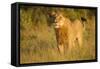 Young Male Lion-Michele Westmorland-Framed Stretched Canvas