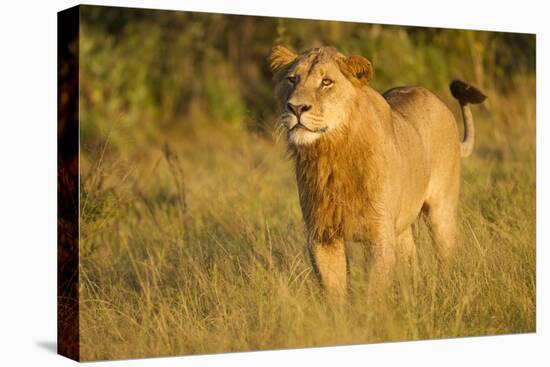 Young Male Lion-Michele Westmorland-Stretched Canvas