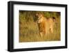 Young Male Lion-Michele Westmorland-Framed Photographic Print