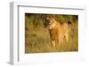 Young Male Lion-Michele Westmorland-Framed Photographic Print