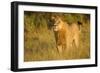 Young Male Lion-Michele Westmorland-Framed Photographic Print