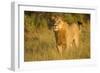 Young Male Lion-Michele Westmorland-Framed Photographic Print