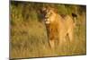 Young Male Lion-Michele Westmorland-Mounted Photographic Print