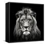 Young Male Lion-Christian Meermann-Framed Stretched Canvas
