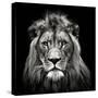 Young Male Lion-Christian Meermann-Stretched Canvas