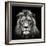 Young Male Lion-Christian Meermann-Framed Photographic Print