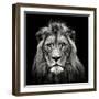 Young Male Lion-Christian Meermann-Framed Photographic Print