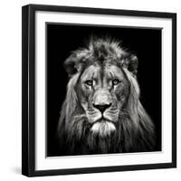 Young Male Lion-Christian Meermann-Framed Photographic Print