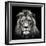 Young Male Lion-Christian Meermann-Framed Photographic Print