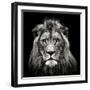 Young Male Lion-Christian Meermann-Framed Photographic Print