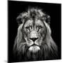 Young Male Lion-Christian Meermann-Mounted Photographic Print